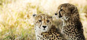 Duas guepardas na savana. Um na frente, o outro em perfil.