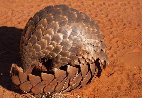 Endangered pangolin curls up and peeks at the camera