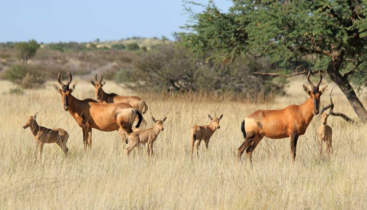 Tswalu Game Reserve in the Kalahari Desert of Botswana