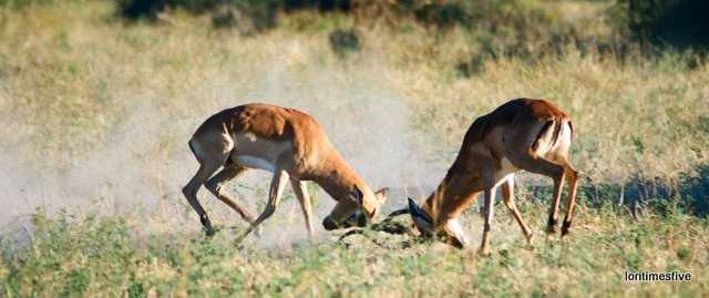 "Male antelope fighting for dominance, only one can be the head of a herd."