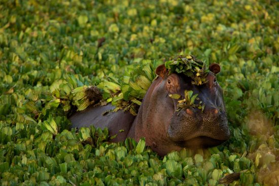 A hippo emerges