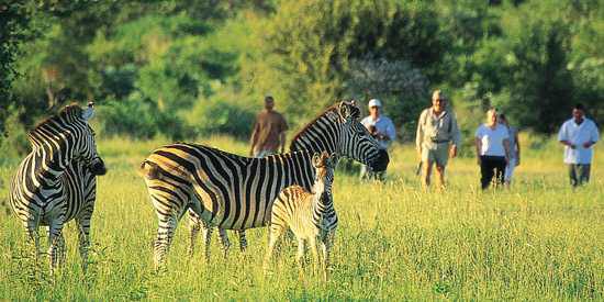 Walking safari with zebra in Victoria falls