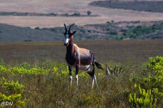Bontebok National Park