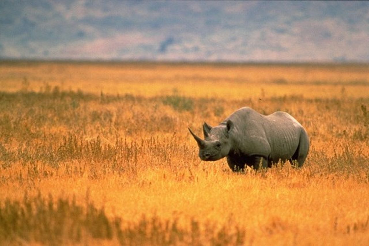 black rhino in namibia savannah