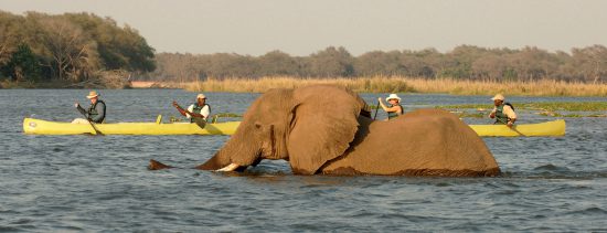 canoeing-with-elephants-in-Africa