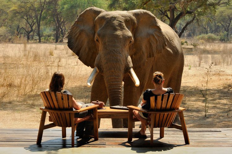Zwei Frauen sitzen auf einer Holzterrasse und ein Elefant steht direkt vor ihnen