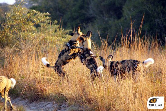 African Wild dogs rough play