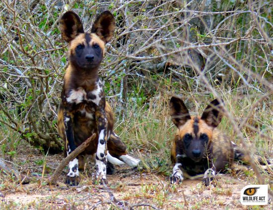 Attentive African Wild dogs