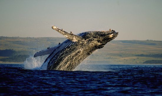 Whale watching in Hermanus - Walsaison in Südafrika