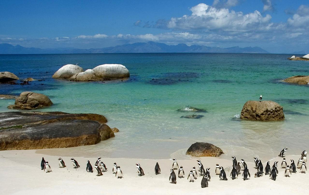 Penguins in Boulders Beach, Cape Town