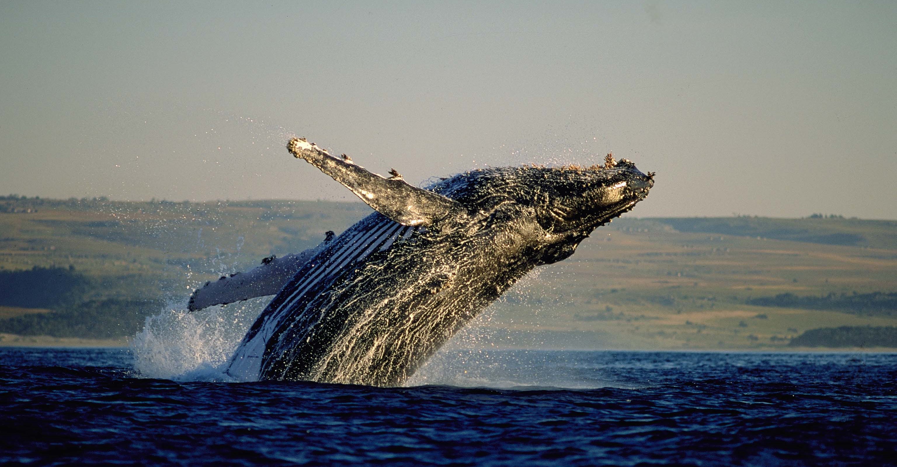 whale safari cape town