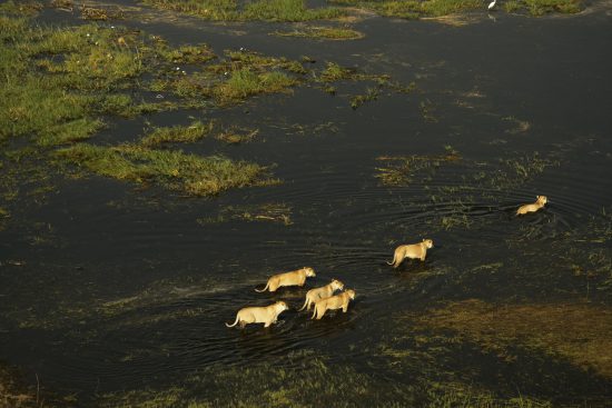Leoas saindo à caça durante a estação verde no Botsuana