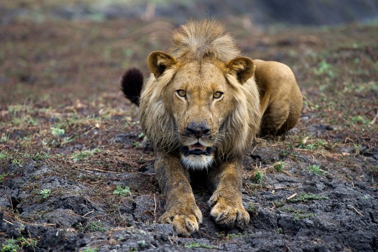 "digitale detox"-rhino-africa-travel-lion-busanga-bush-camp-remote-places-sambia Nahaufnahme eines Löwen