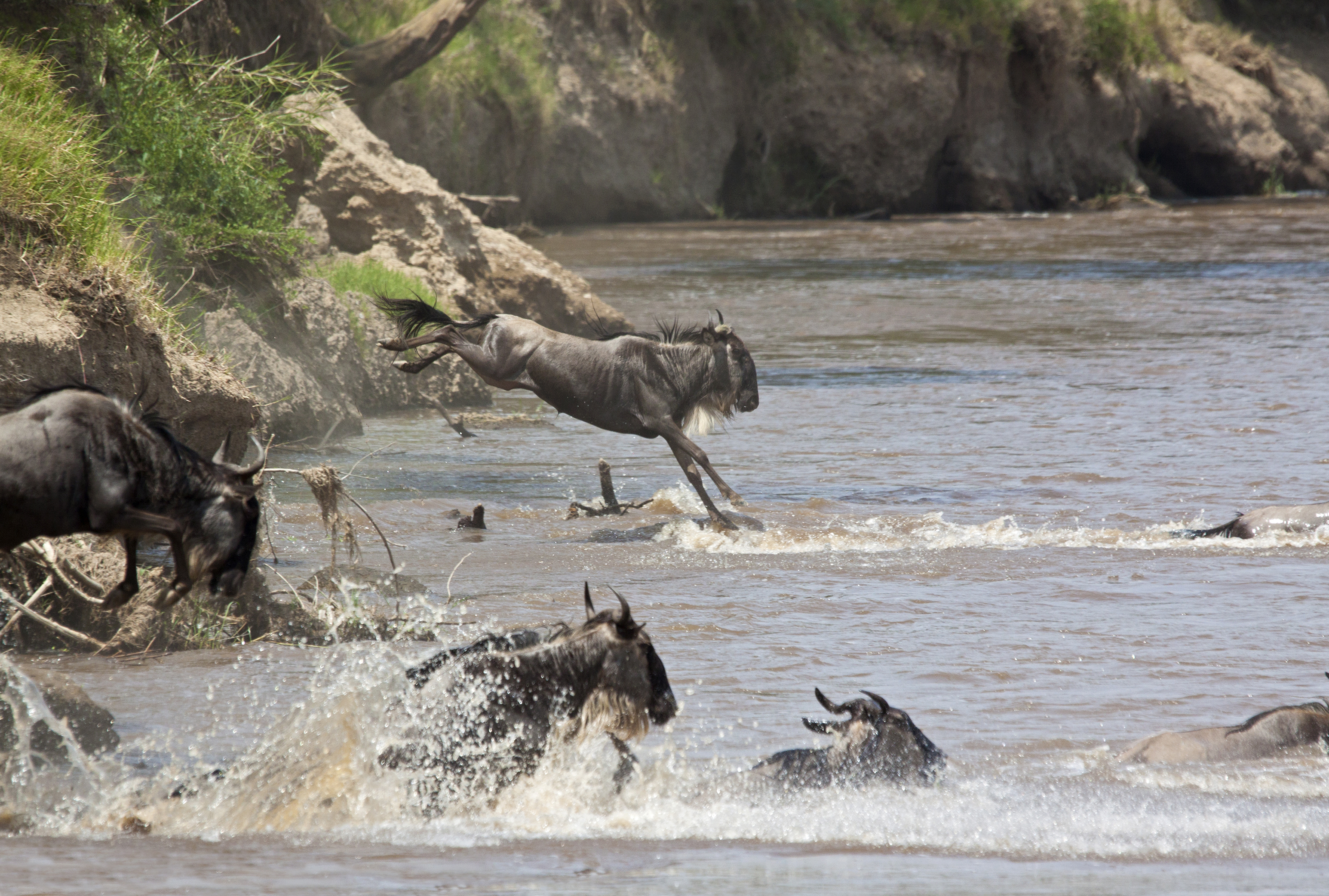 Wildebeest make several dangerous river crossings during the Great Migration