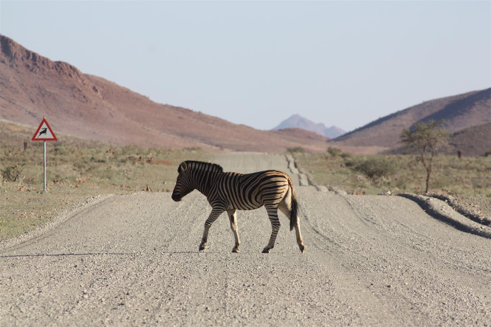 An actual zebra crossing in Namibia 