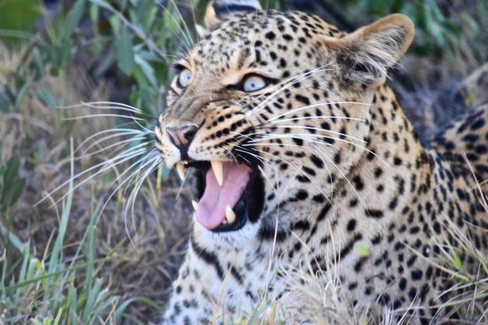 leopard snarling with all canine teeth visible