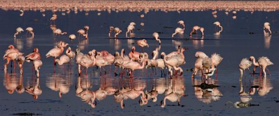 flamingos-lake-nakuru Flamingos are a highlight of a visit to Lake Nakuru, Kenya
