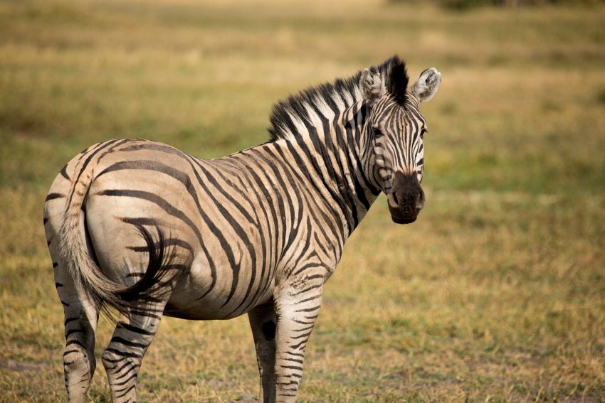 Have You Heard of the Zebra Migration? Rhino Africa Blog