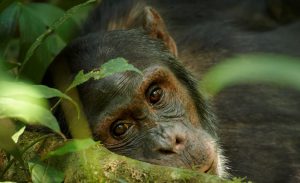 Chimpanzees of Uganda