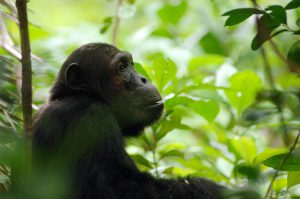 Chimpazé dans le Parc National de Mahale, Tanzanie