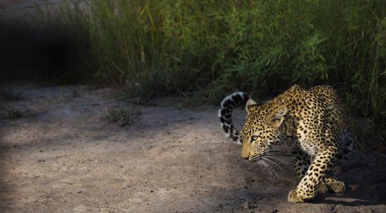 Ein Leoparde schleicht durch den Krüger Nationalpark