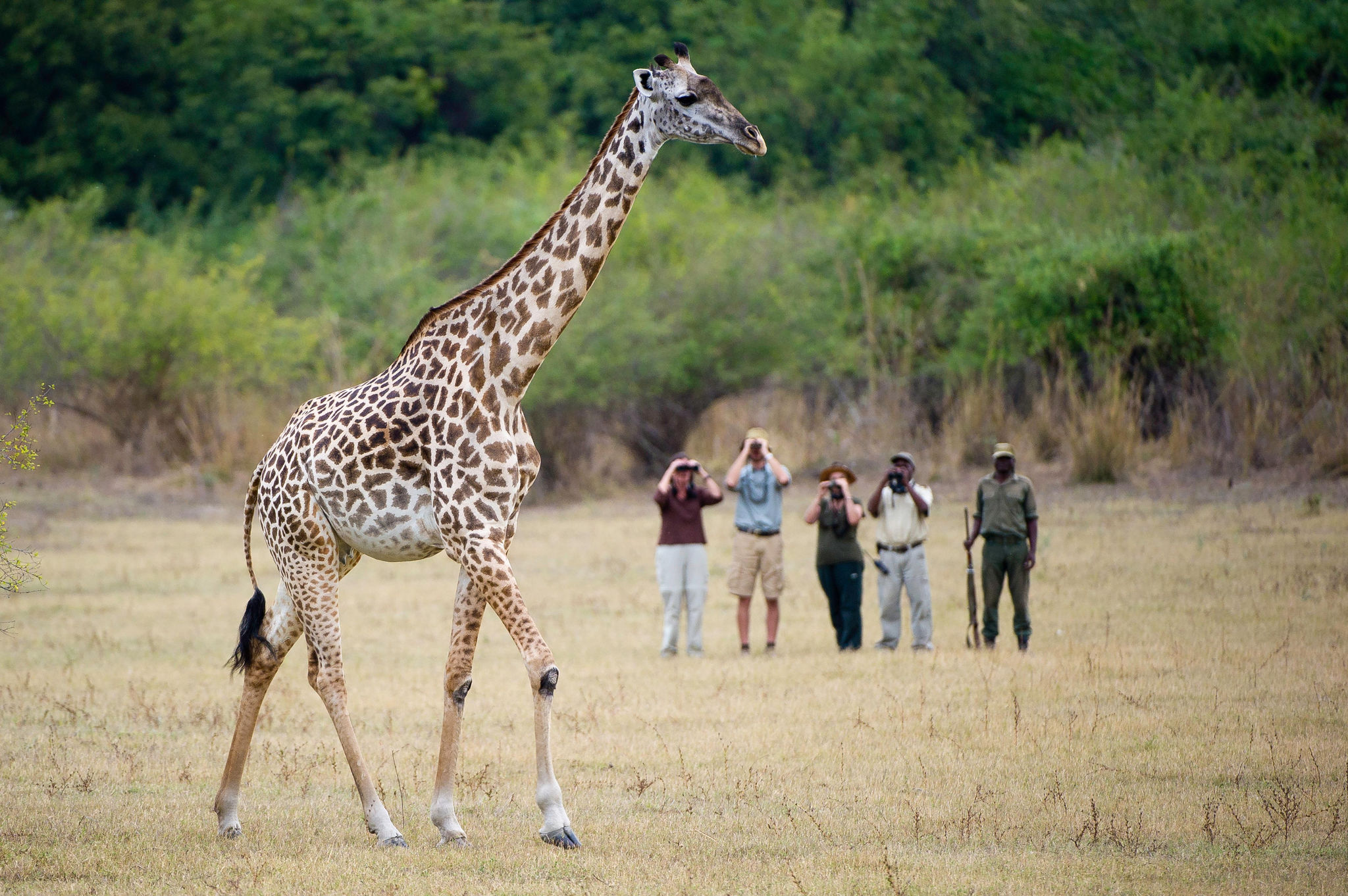 Kommen Sie Giraffen hautnah