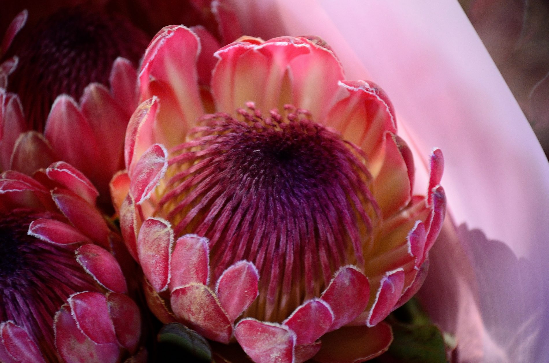 Les étonnantes fleurs d’Afrique du Sud - Rhino Africa Blog