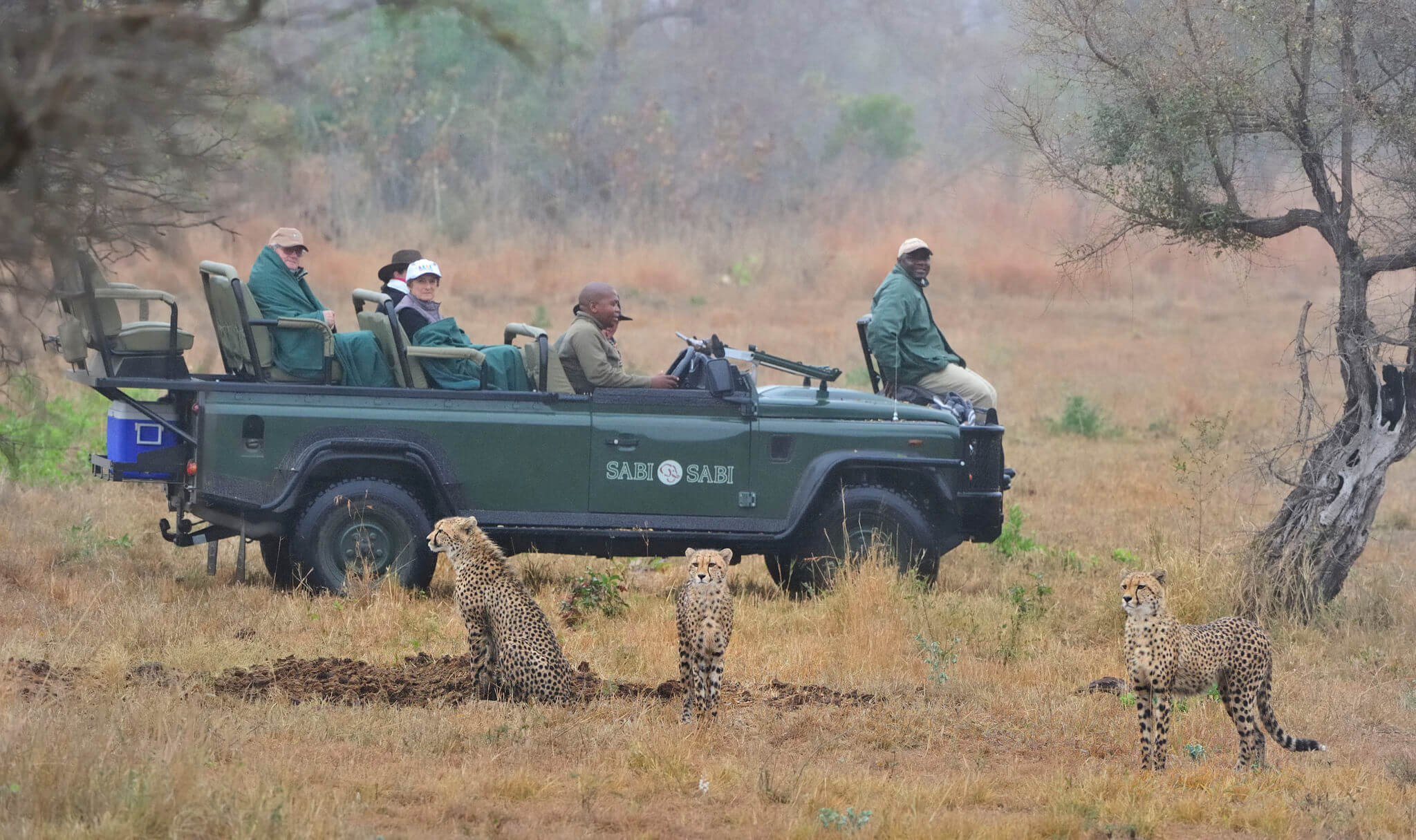 Cheetahs spotted on safari 