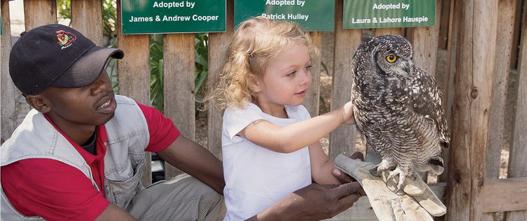 spier winefarm eagle encounter Spier Weingut Kinder Aktivitäten