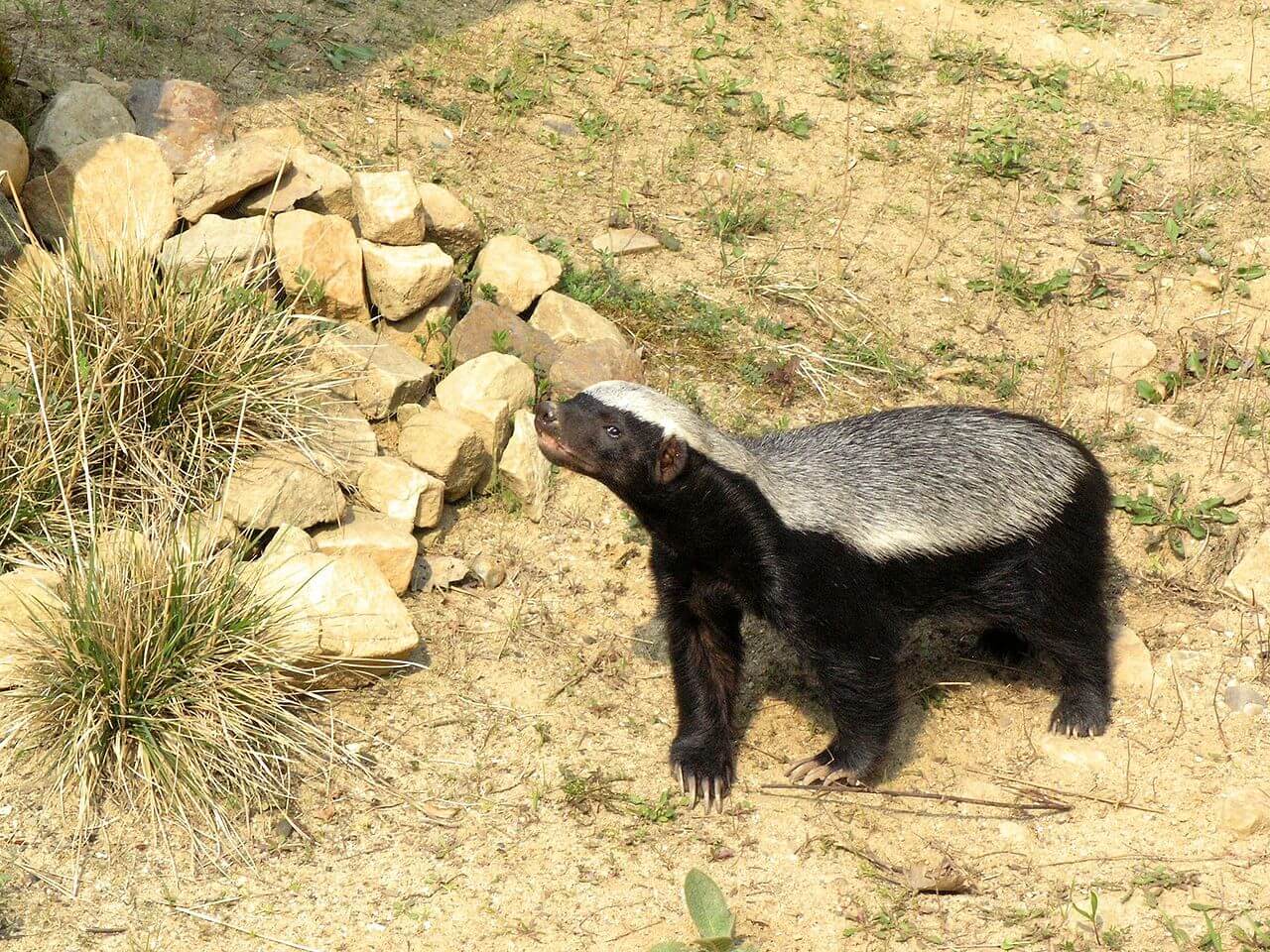 Ein Honigdachs in der Wildnis