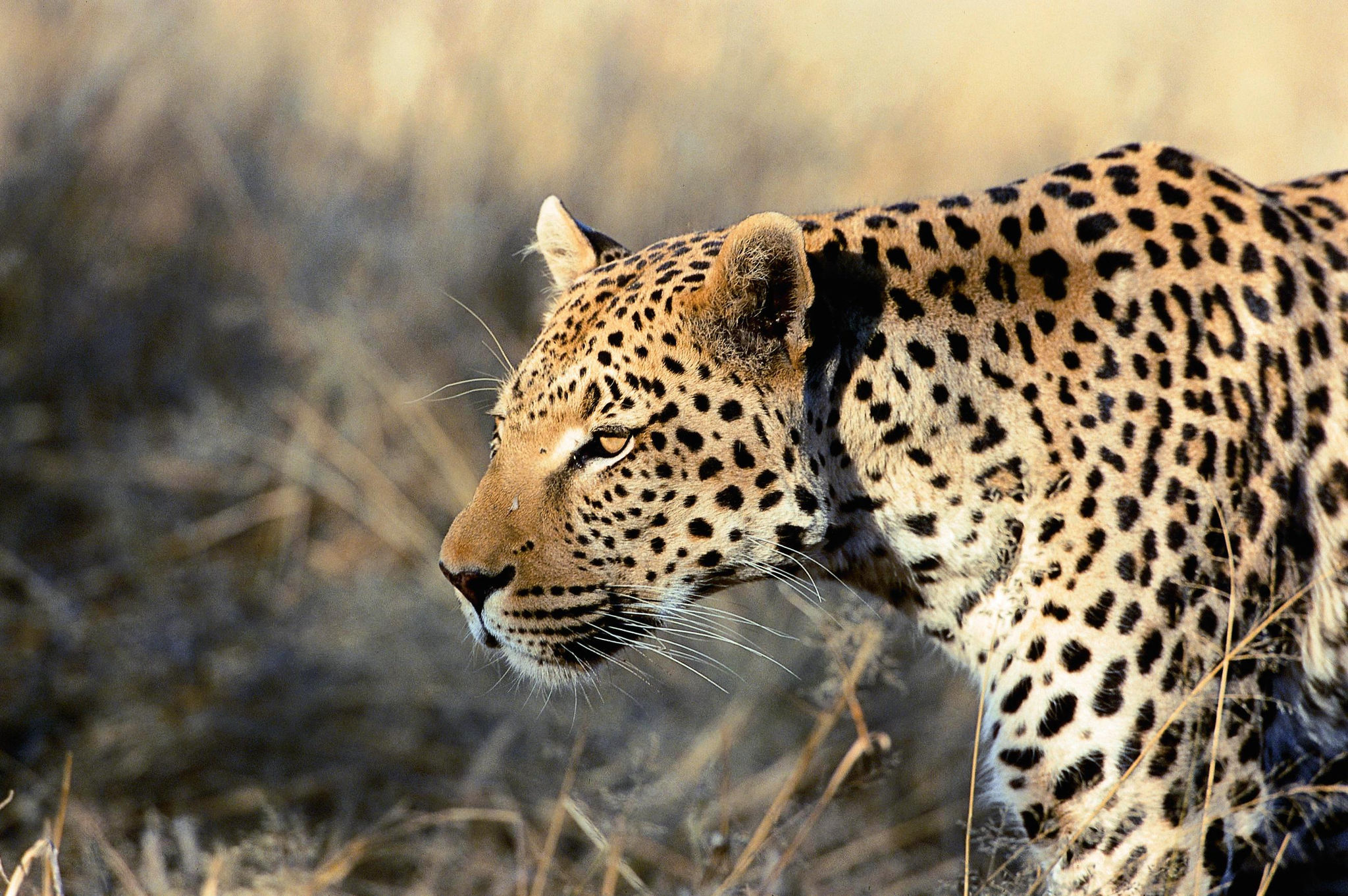 Just So Stories: How The Leopard Got His Spots