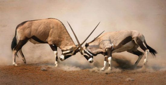 oryx-etosha T Your visit to Etosha will give you images as impressive as this one