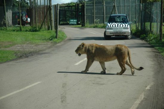 A lion on road