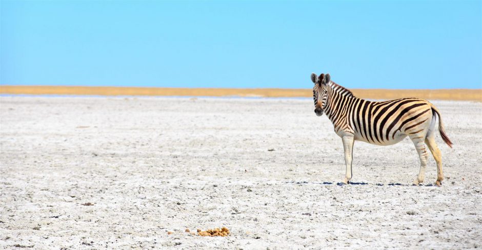 botswana-green-season-rhino-africa-travel-zebra-makgadikgadi-pans Zebra in der Kalahari bei Sonnenschein