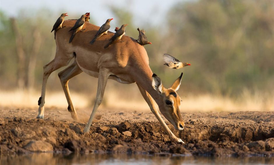 botswana-green-season-rhino-africa-travel-impala-buffalo-weavers Eine artenreiche Vogelwelt - ein Grund in der Green Season nach Botswana zu reisen