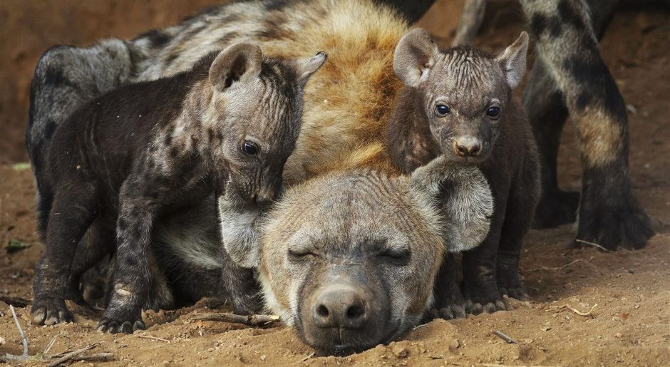 botswana-green-season-rhino-africa-travel-hyenas-babys Süßer Nachwuchs bei den Hyänen