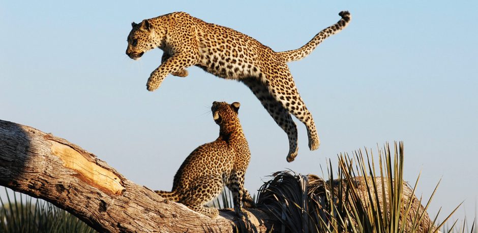 botswana-green-season-rhino-africa-travel-leopard-jumping-khwai-concession Green Season in Botswana: Raubtiere wie Leoparden sind besonders aktiv