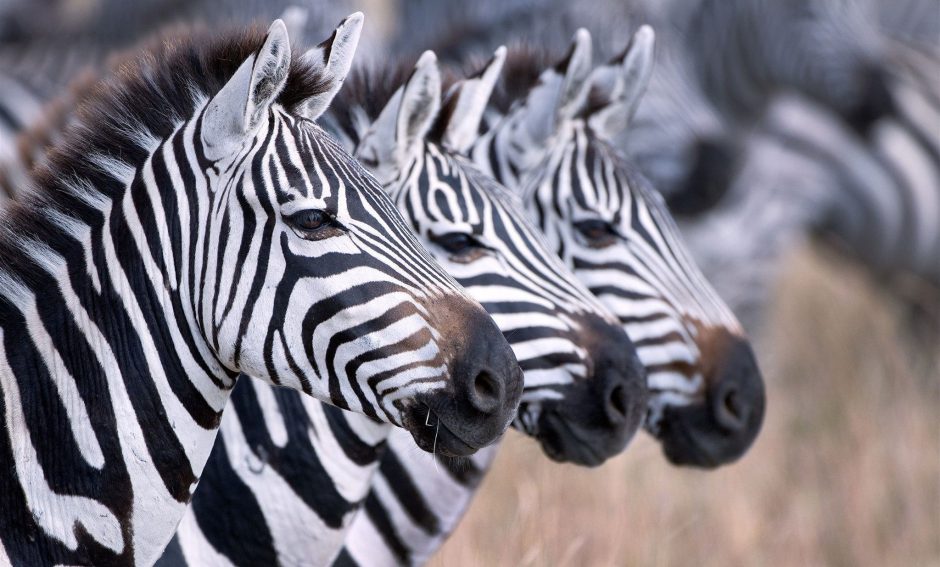 botswana-green-season-rhino-africa-travel-zebras-wildlife Drei Zebras in Botswana
