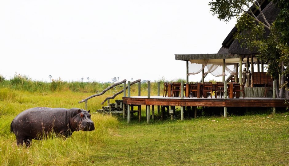 botswana-green-season-rhino-africa-travel-hippo-selinda-camp Green Season rund ums Selinda Camp - inklusive Besuch von Nilpferden