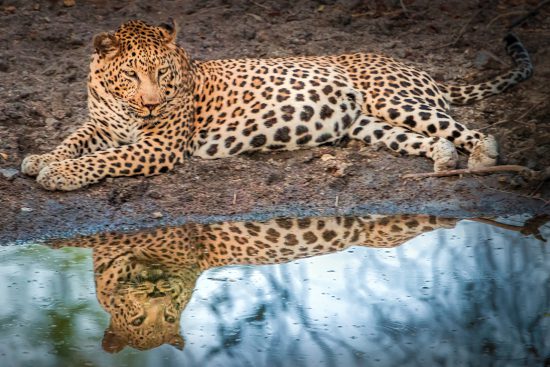 Leopardo à beira d'água
