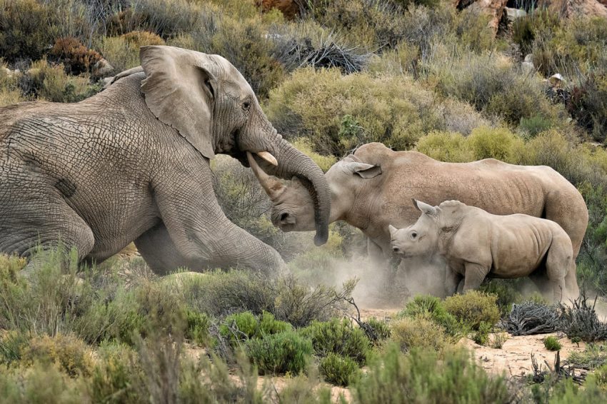 An Unlikely Encounter Between Two Rhinos and an Elephant Rhino Africa Blog