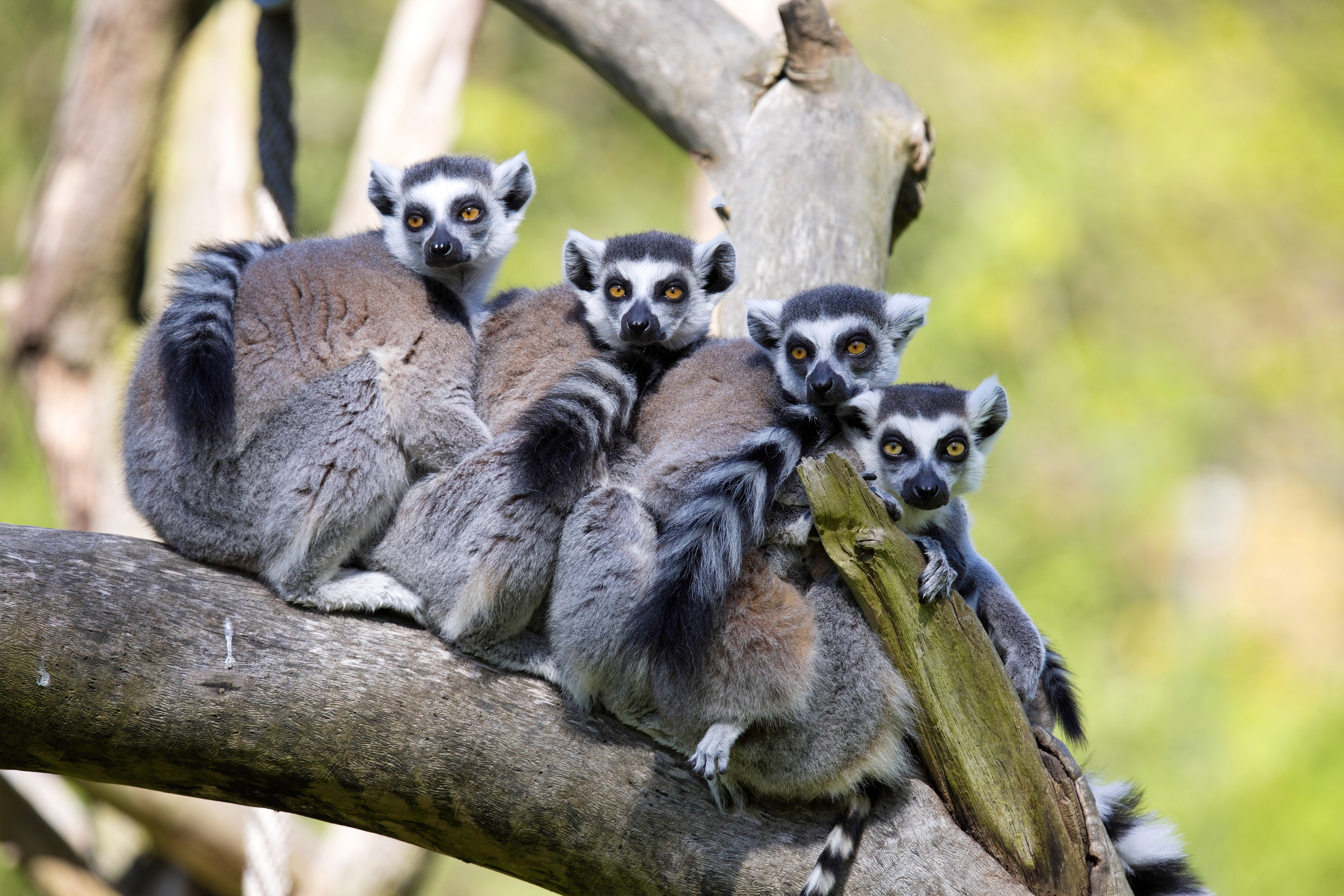 Four lemurs are sitting on a branch