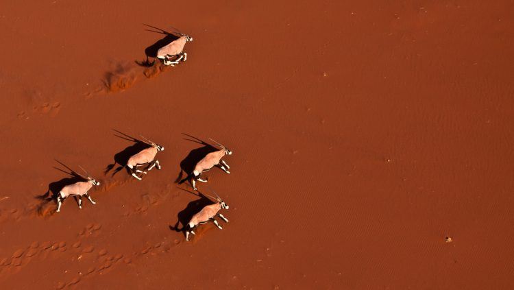 Oryx galopant dans les désert de Namibie