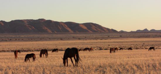 Cavalos selvagens pastando na Namíbia