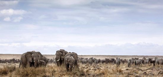etosha-elephants The landscapes at Etosha are diverse and astonishing