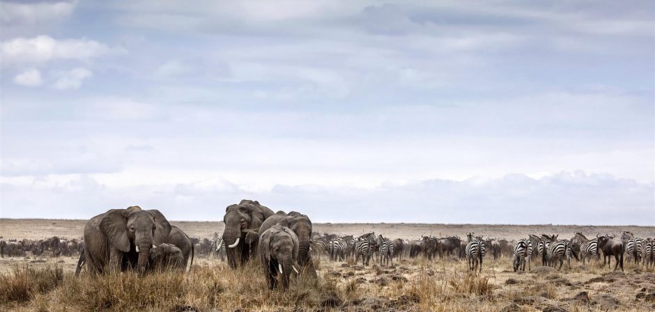 etosha-elephants The landscapes at Etosha are diverse and astonishing