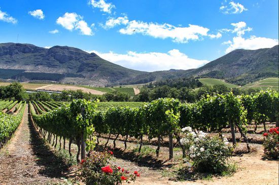 Das Weinanbaugebiet von Groot Constantia