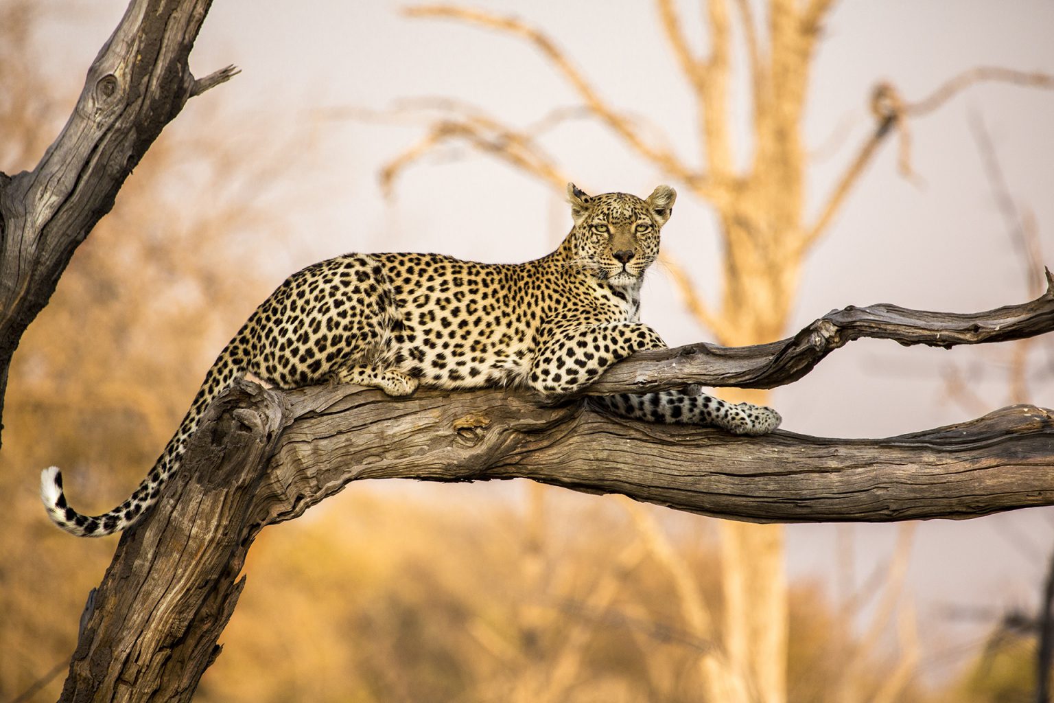 34 Beautiful Photos Of Africa's Most Elusive Big Cat