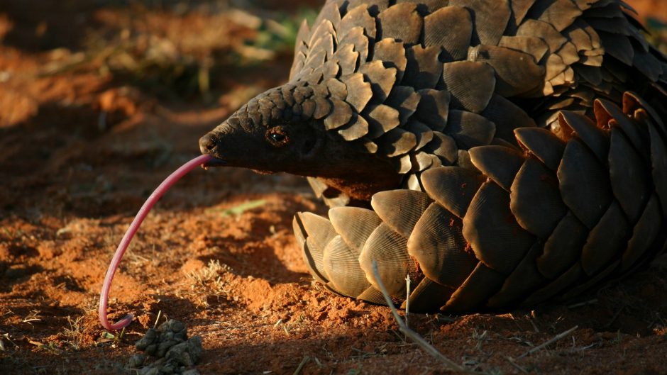 Pangolin in the Kalahari