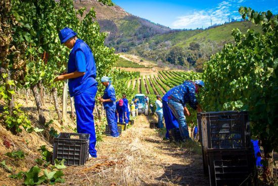 Trabalhadores em Groot Constantia